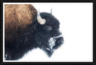 Winter Sentinel buffalo framed wall art under glass featuring a lone bison in winter landscape with matte black keystone frame for western lodge décor