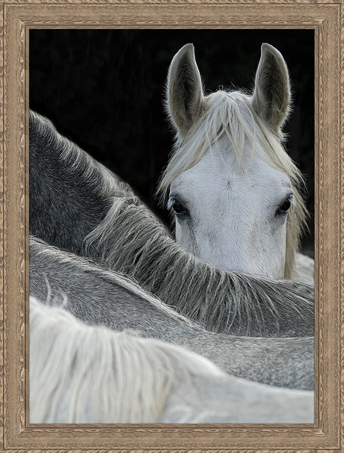 Close-up of a horse with another horse partially visible, framed with a wooden frame - Your Western Decor