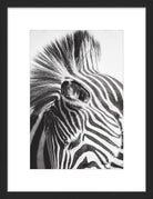 Framed black and white photograph of a zebra's head - Your Western Decor