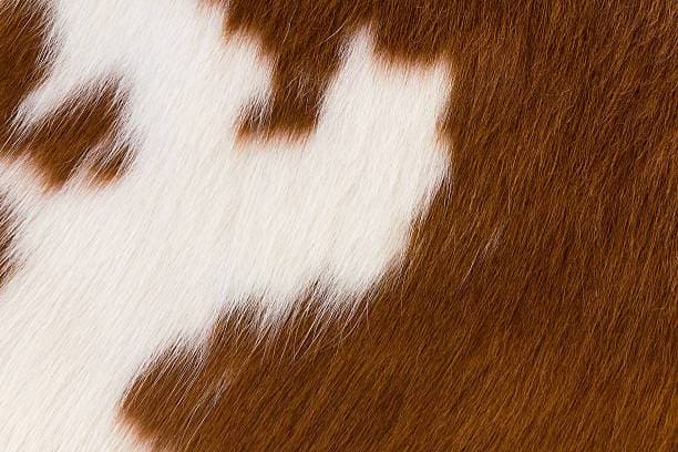 Brown and white cowhide example - Your Western Decor, LLC