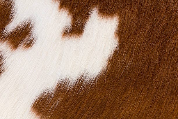 Brown and white cowhide - Your Western Decor